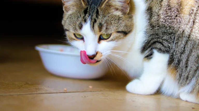 Katze am Futternapf – Katzenfutter richtig lagern und frisch halten
