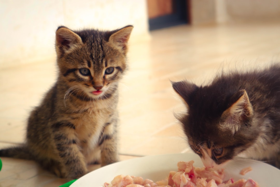 Zwei junge Katzen beim Fressen von Kittenfutter
