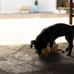 Hund – Leckerlis und Snacks in die Tagesration einrechnen