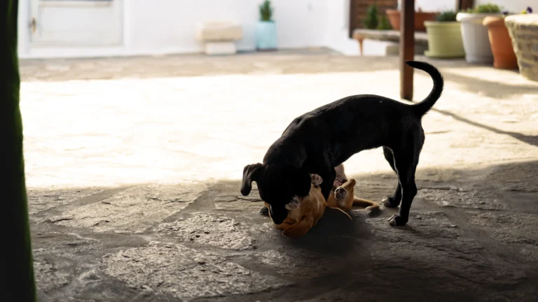 Hund – Leckerlis und Snacks in die Tagesration einrechnen