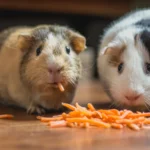 Meerschweinchen beim Fressen – Heu und Frischfutter