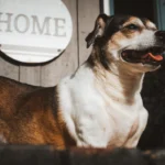 Hund – gutes Nassfutter auswählen
