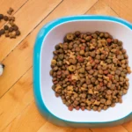 Hundefutter im Napf – Nassfutter und Trockenfutter vergleichen