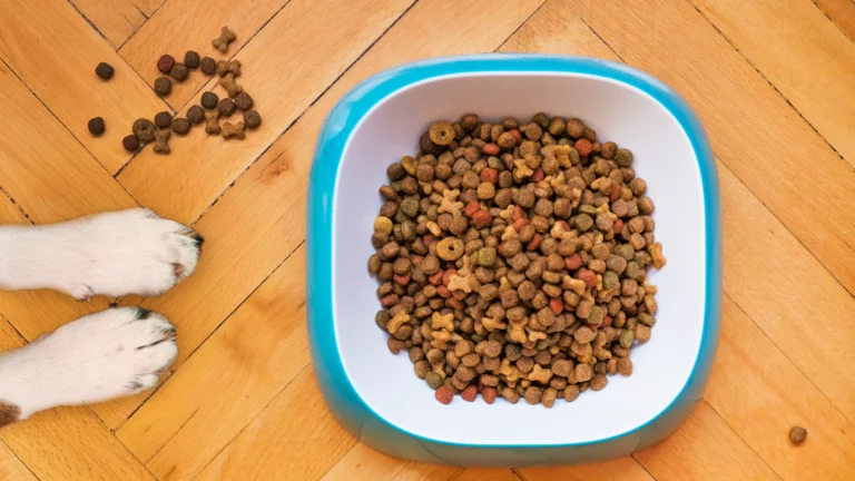 Hundefutter im Napf – Nassfutter und Trockenfutter vergleichen