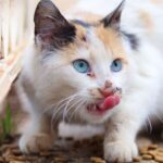 Katze beim Fressen – Nierenfutter kann bei chronischer Nierenerkrankung tierärztlich empfohlen werden