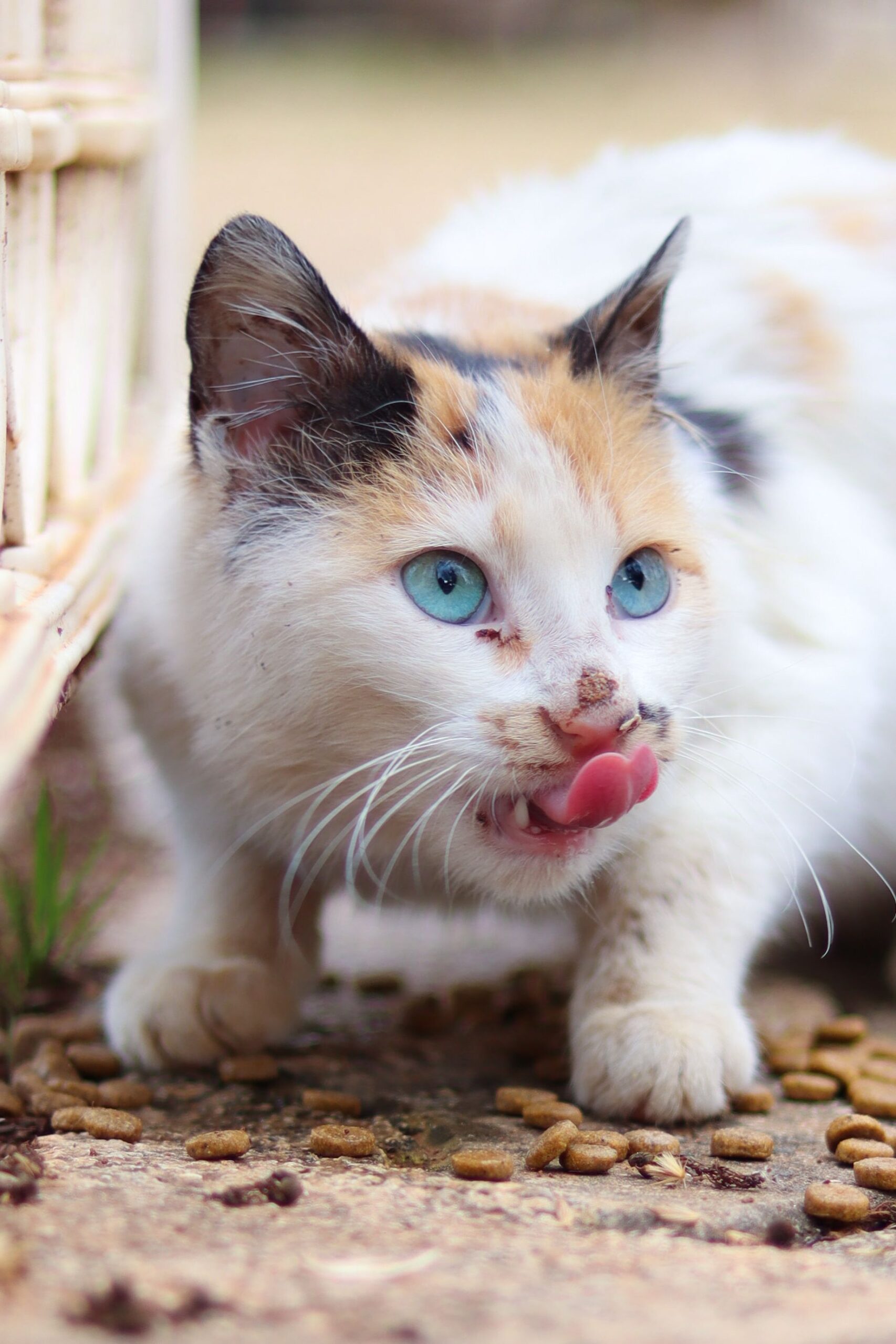 Katze beim Fressen – Nierenfutter kann bei chronischer Nierenerkrankung tierärztlich empfohlen werden