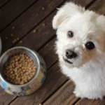 Älterer Hund – Seniorenfutter und Ernährung im Alter