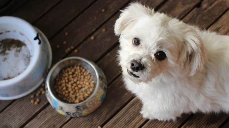 Älterer Hund – Seniorenfutter und Ernährung im Alter