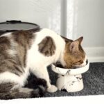 Ältere Katze beim Fressen aus einem erhöhten Napf