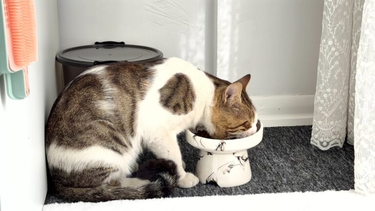 Ältere Katze beim Fressen aus einem erhöhten Napf