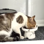 Katze am Futternapf – Taurin in der Katzenernährung