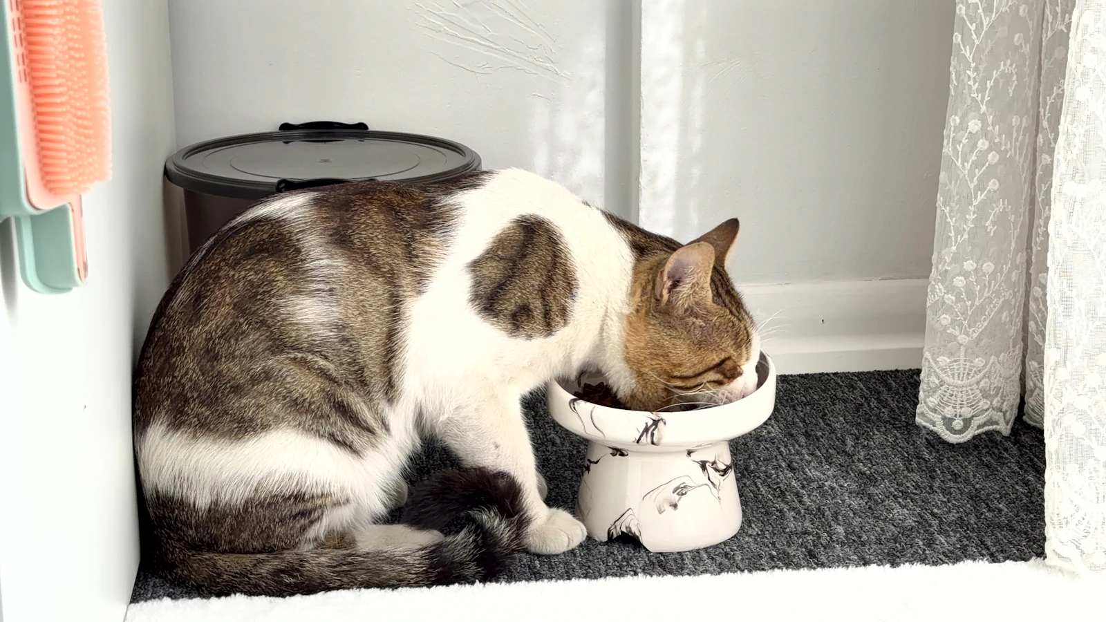 Katze am Futternapf – Taurin in der Katzenernährung