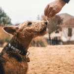 Hunde – Trockenfutter richtig auswählen und portionieren