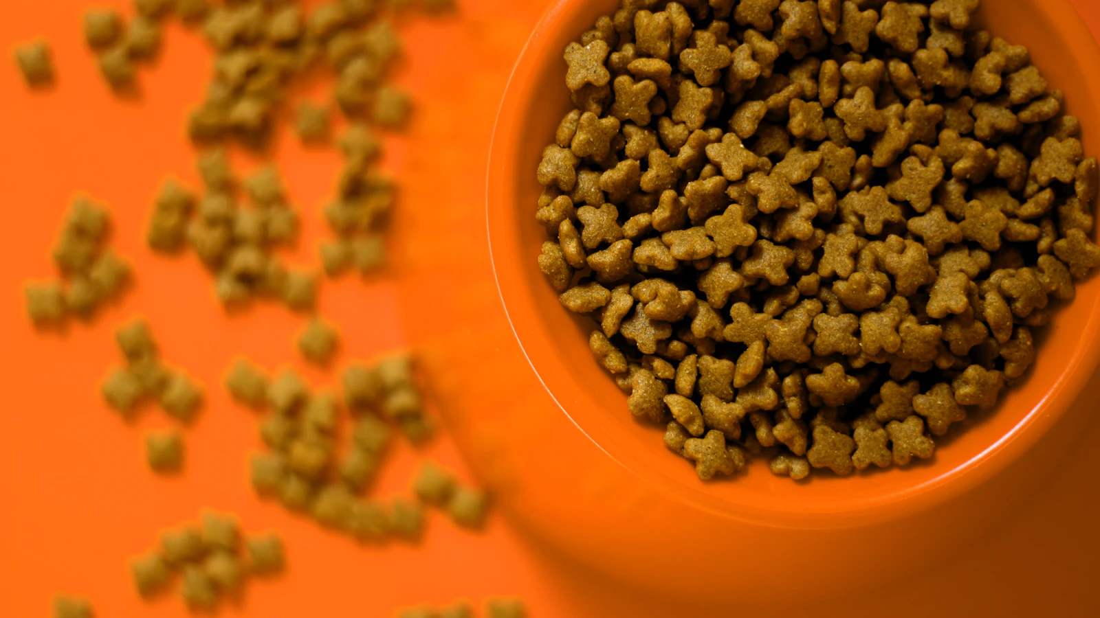 Trockenfutter für Katzen bei Auswahl und Portionierung