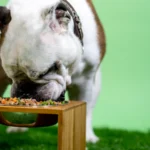 Hund beim Fressen – Futtermenge bei Übergewicht kontrollieren