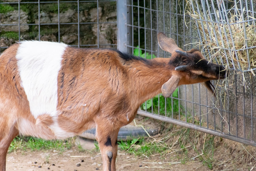 Ziege an einem Futterplatz mit Heu