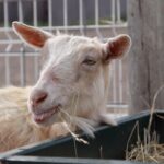 Ziege beim Fressen von Heu – Ratgeber zu Ziegenfutter