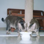 Katze – Zucker im Katzenfutter richtig einordnen