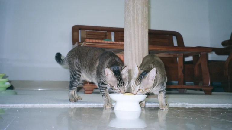 Katze – Zucker im Katzenfutter richtig einordnen