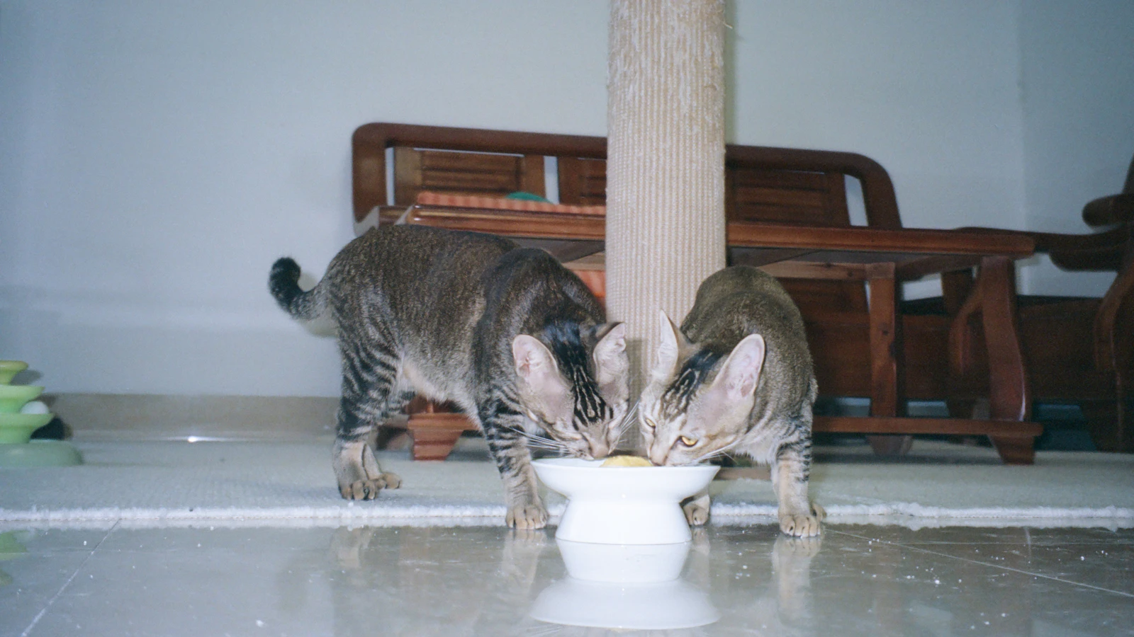 Katze – Zucker im Katzenfutter richtig einordnen