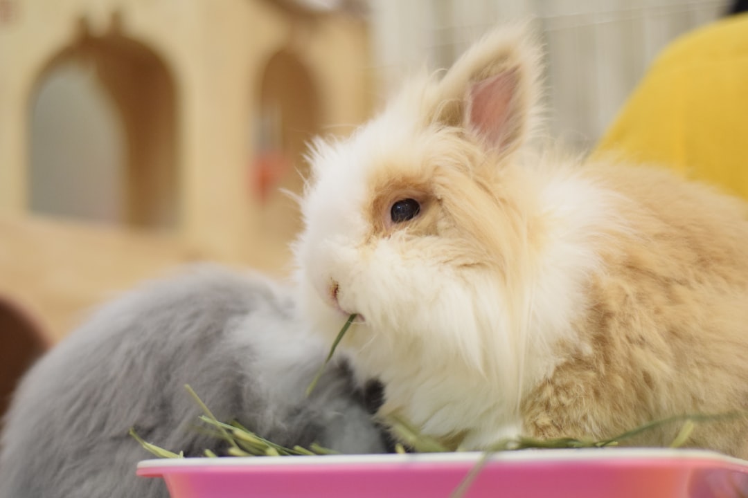 Zwergkaninchen bei der Frischfütterung mit Grünfutter